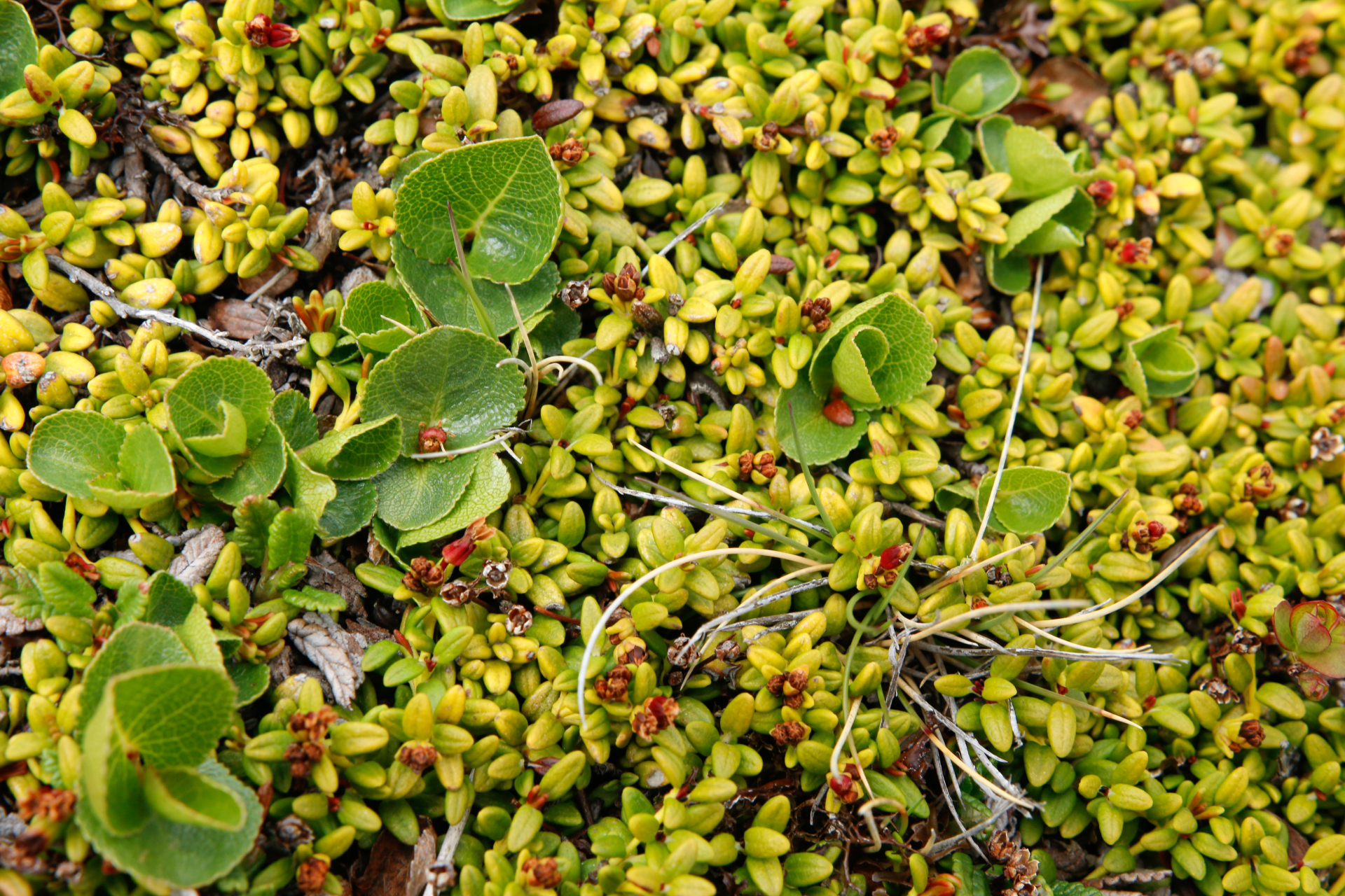 Salix herbacea Sol. - Photo Bivouac Naturaliste