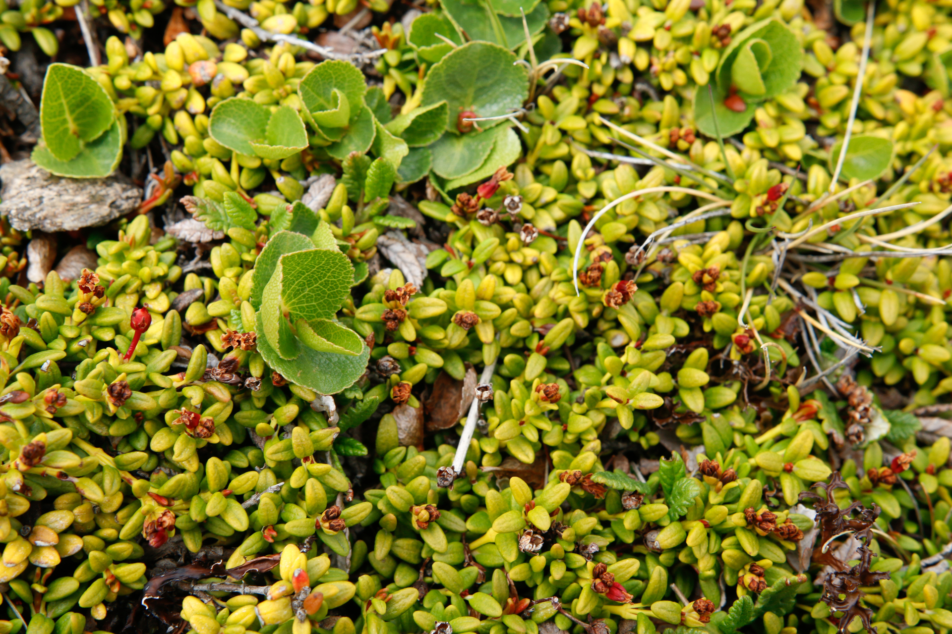 Salix herbacea Sol. - Photo Bivouac Naturaliste
