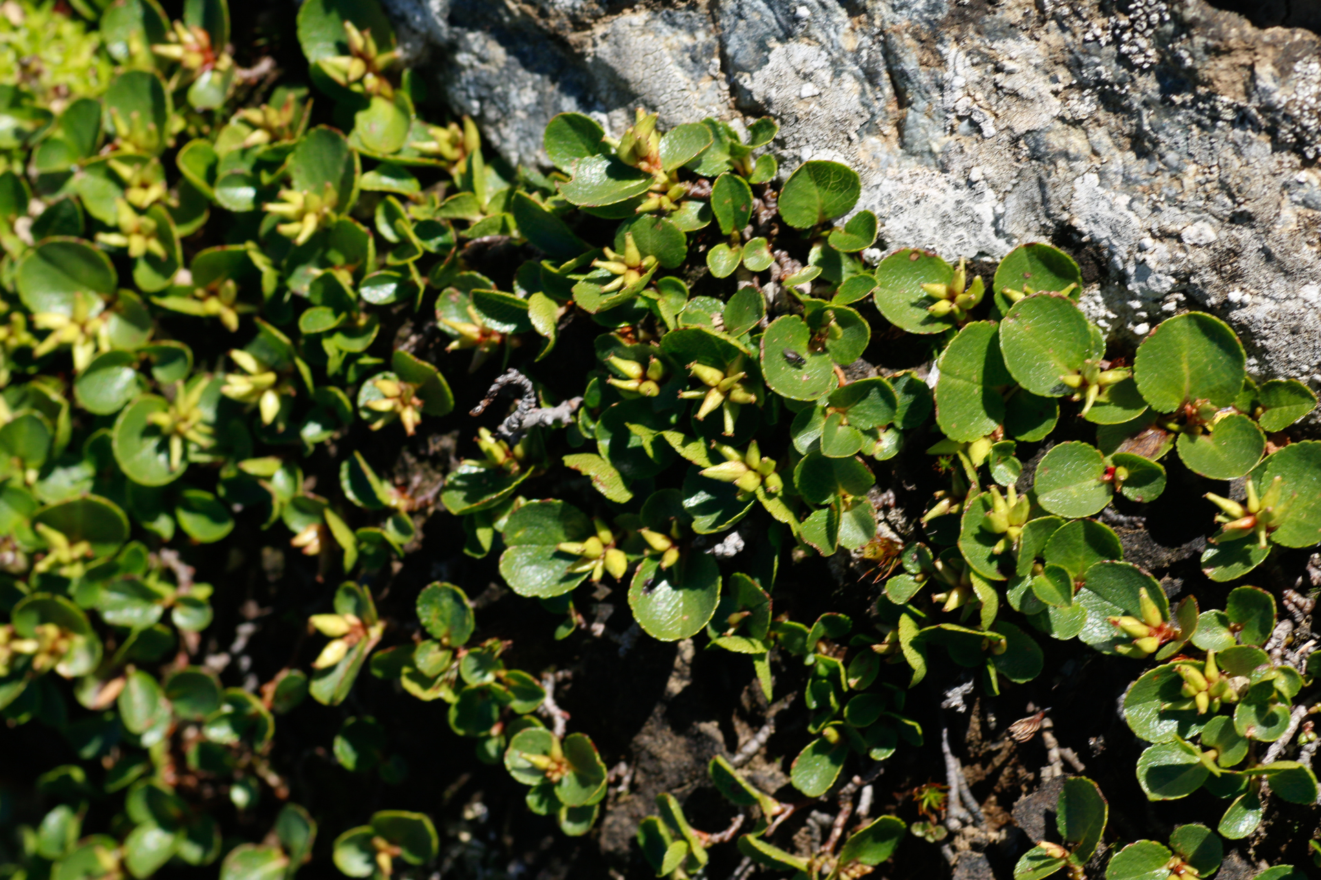 Salix herbacea Sol. - Photo Bivouac Naturaliste