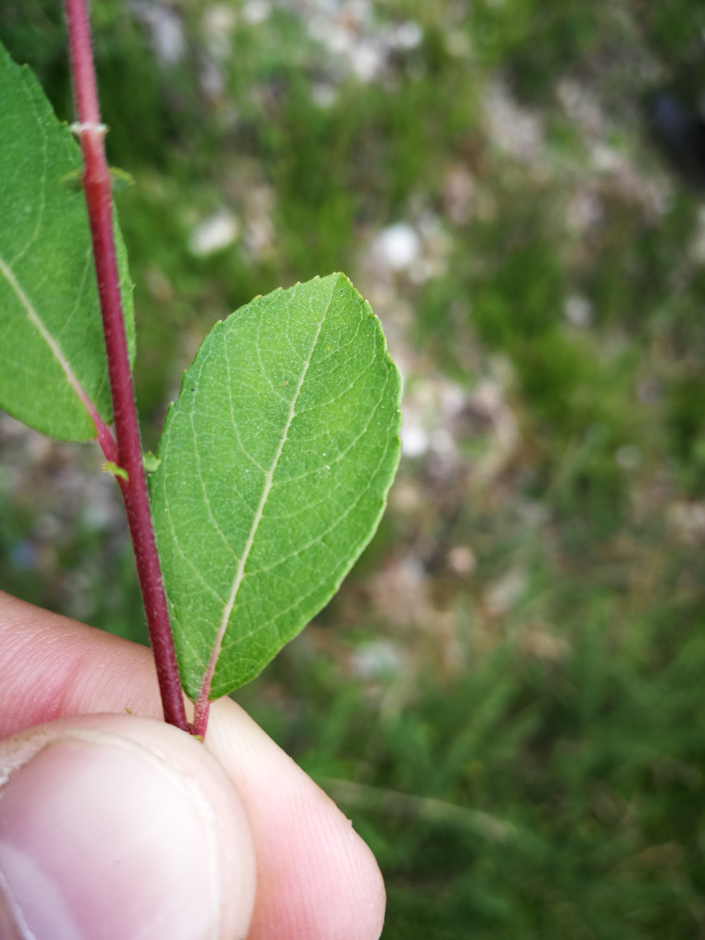 Salix atrocinerea Brot. - Photo Bivouac Naturaliste