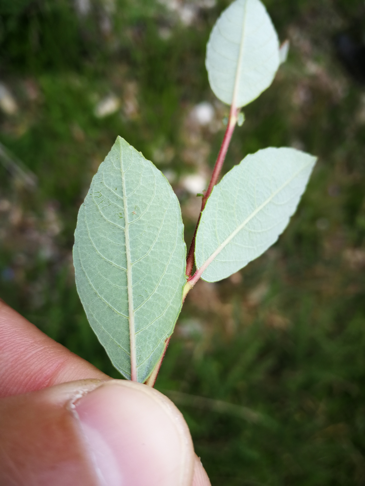 Salix atrocinerea Brot. - Photo Bivouac Naturaliste