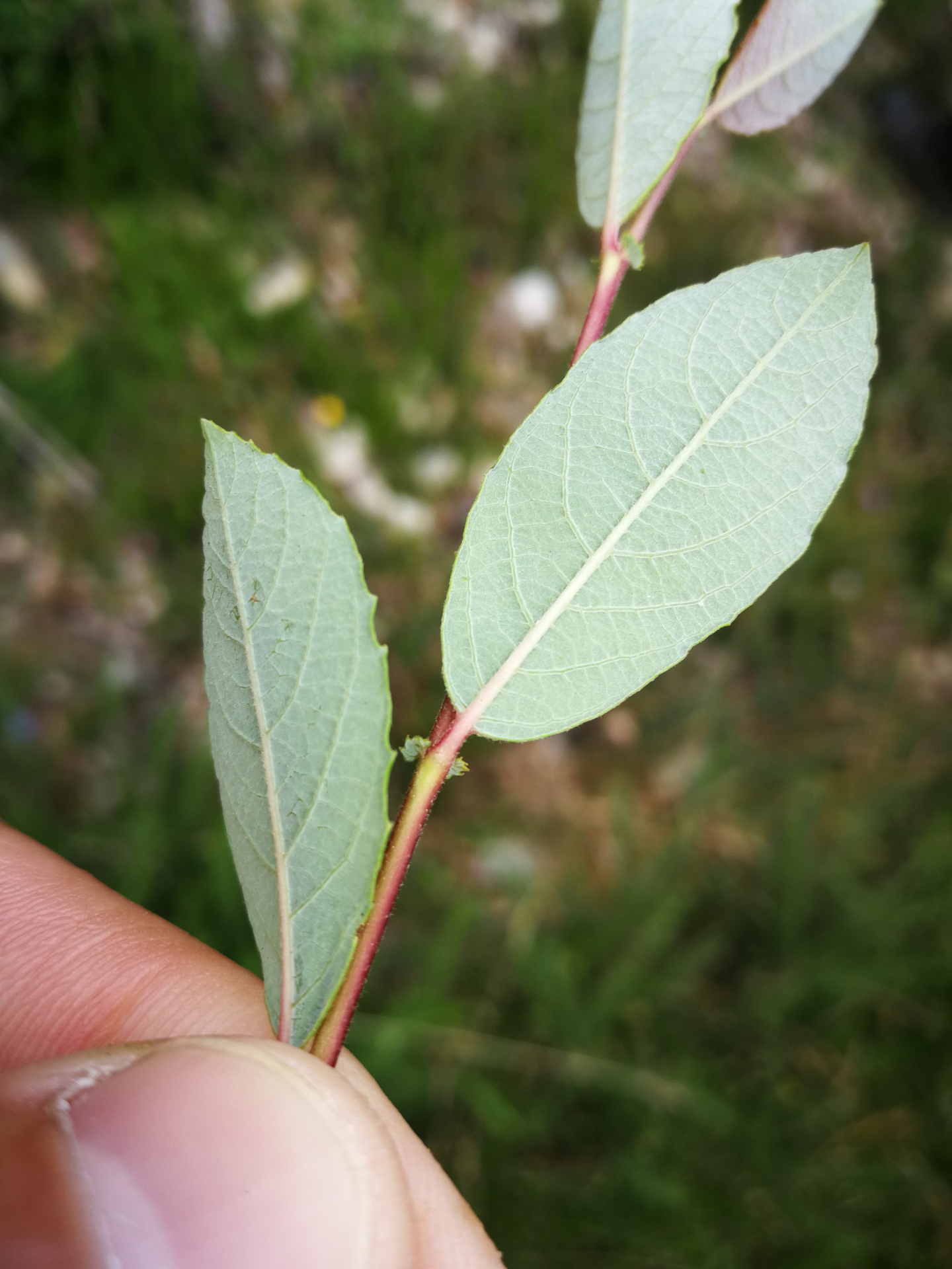 Salix atrocinerea Brot. - Photo Bivouac Naturaliste