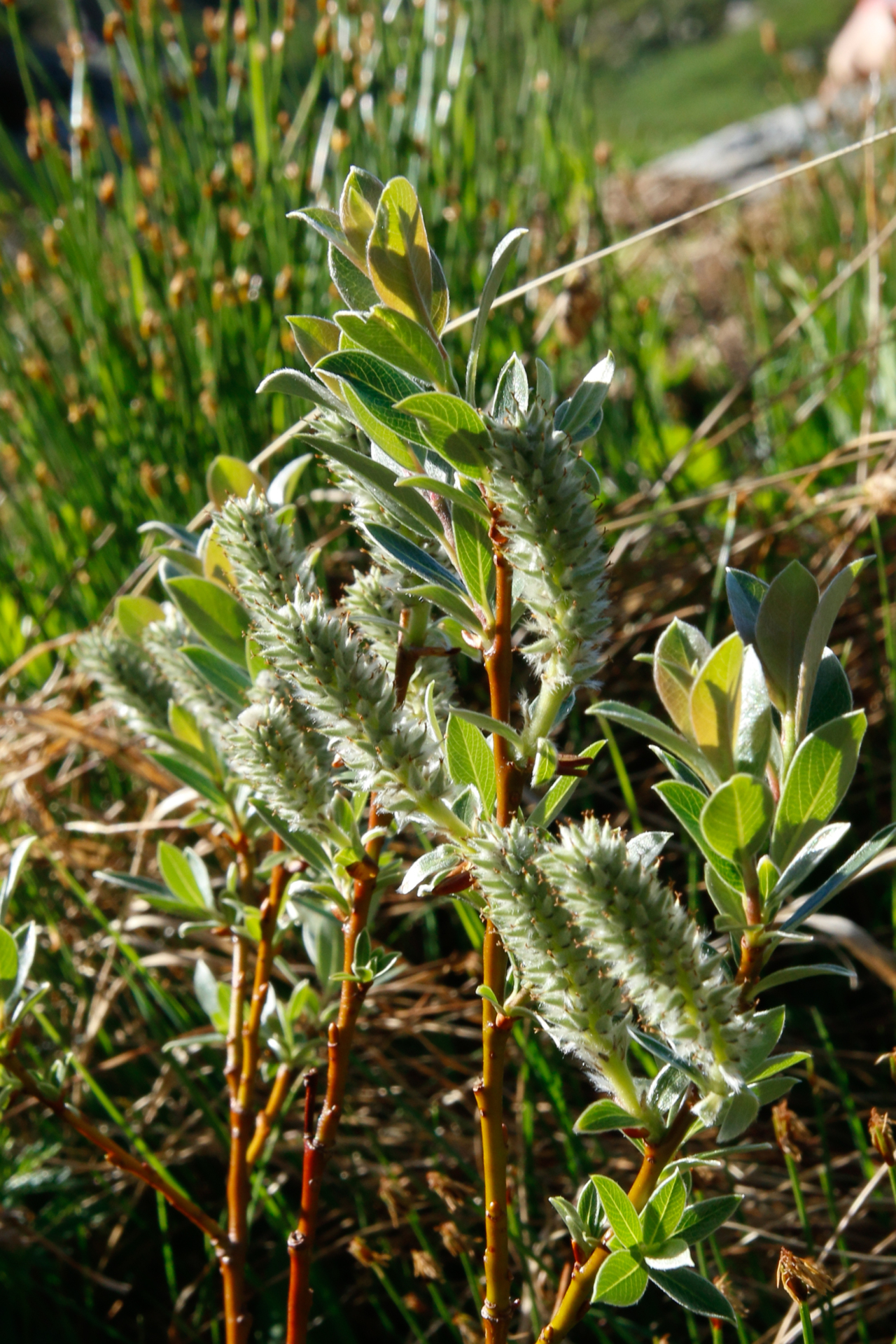 Salix pyrenaica Gouan - Photo Bivouac Naturaliste