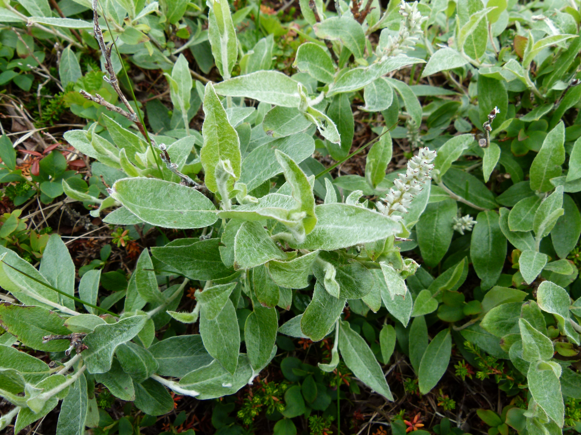 Salix lapponum L. - Photo Bivouac Naturaliste