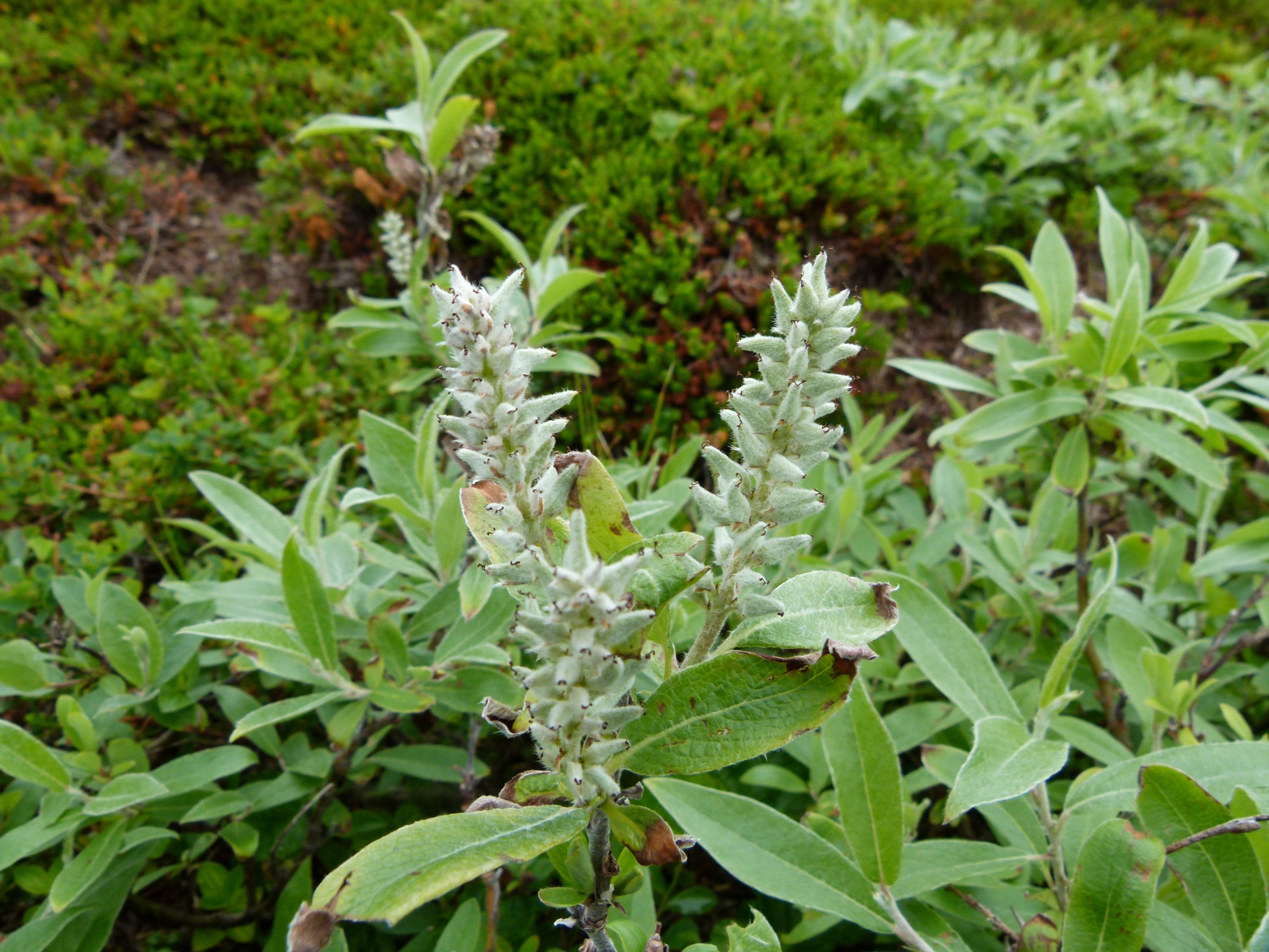 Salix lapponum L. - Photo Bivouac Naturaliste