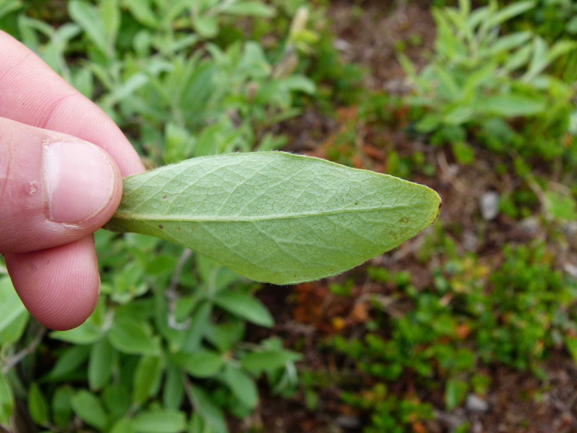 Salix lapponum L. - Photo Bivouac Naturaliste