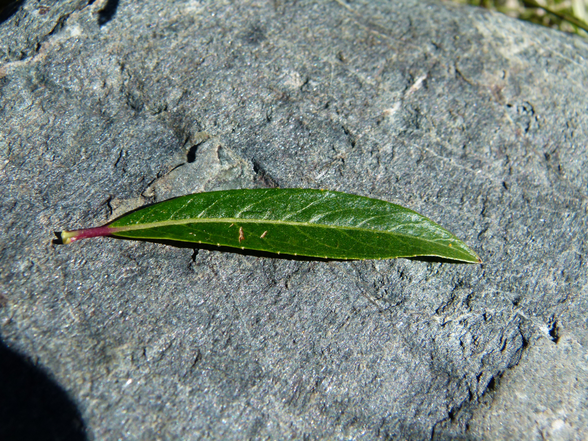 Salix rhamnifolia Pall. - Photo Bivouac Naturaliste