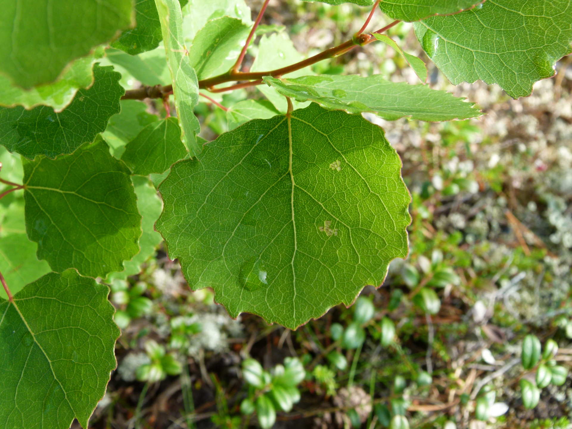 Populus tremula L. - Photo Bivouac Naturaliste