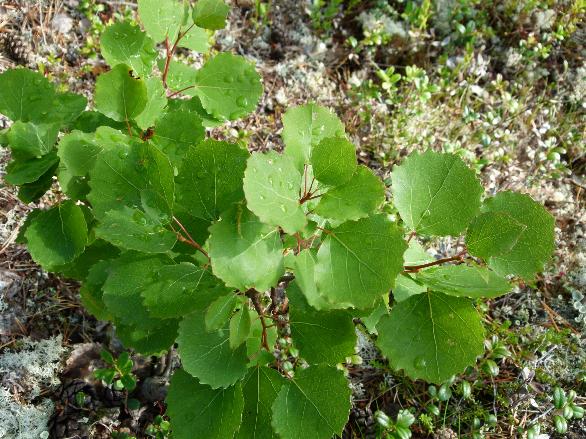 Populus tremula L. - Photo Bivouac Naturaliste