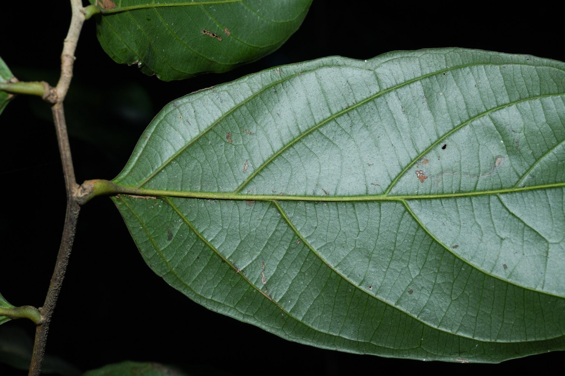 Piparea multiflora C.F.Gaertn. - Photo Bivouac Naturaliste