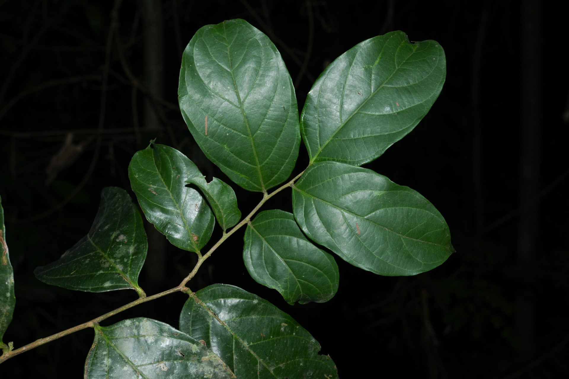 Piparea multiflora C.F.Gaertn. - Photo Bivouac Naturaliste