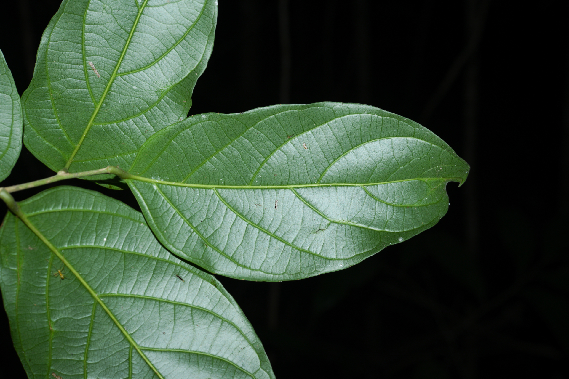 Piparea multiflora C.F.Gaertn. - Photo Bivouac Naturaliste