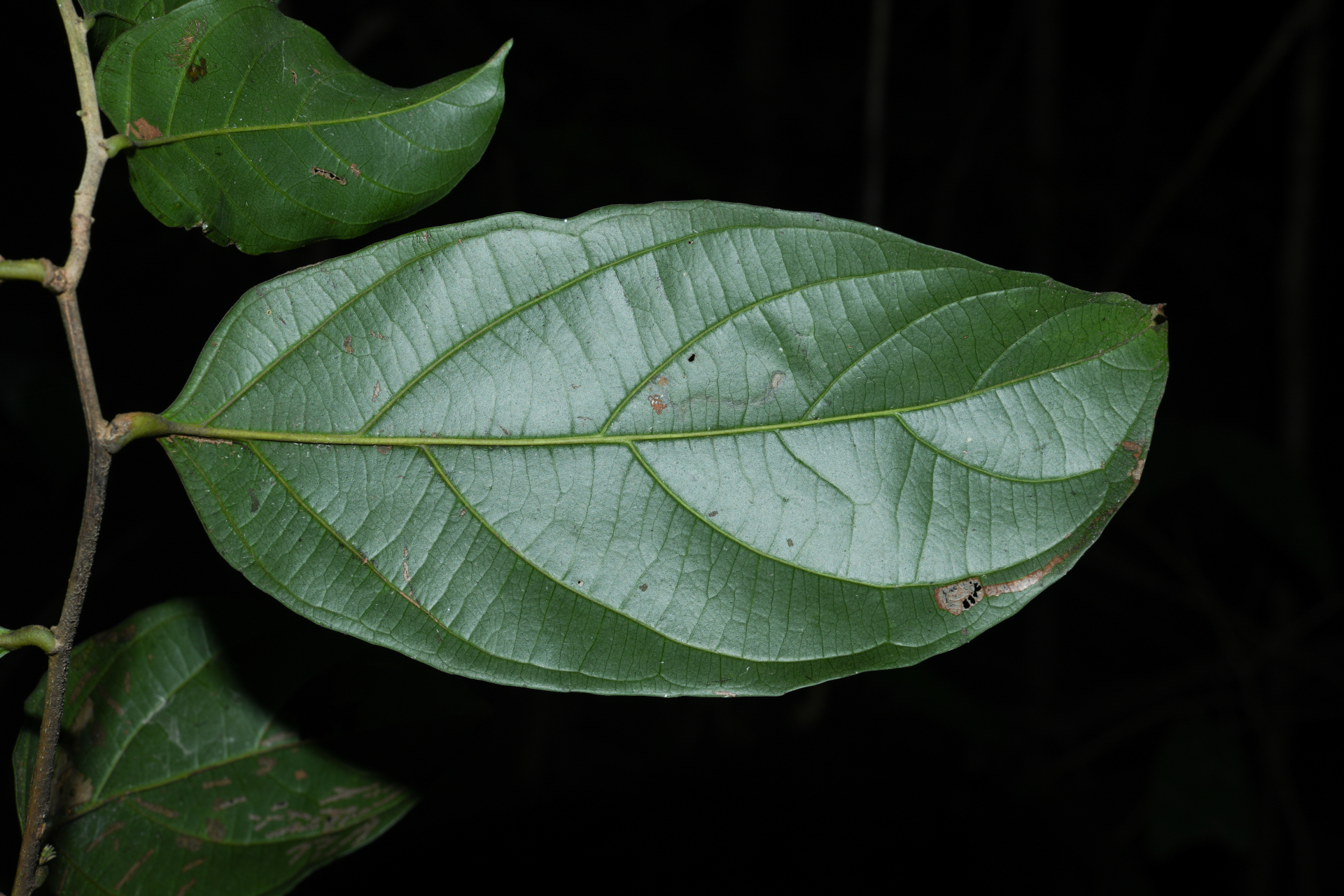Piparea multiflora C.F.Gaertn. - Photo Bivouac Naturaliste