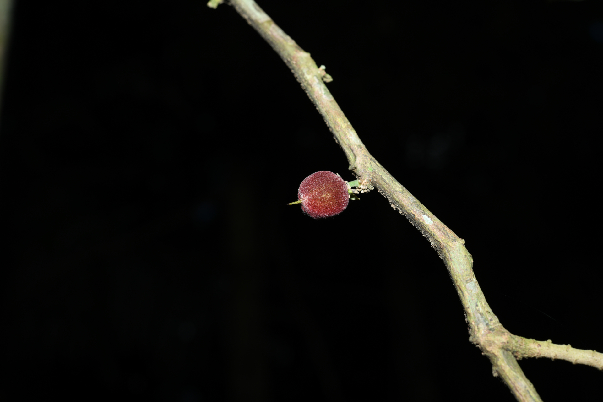 Piparea multiflora C.F.Gaertn. - Photo Bivouac Naturaliste