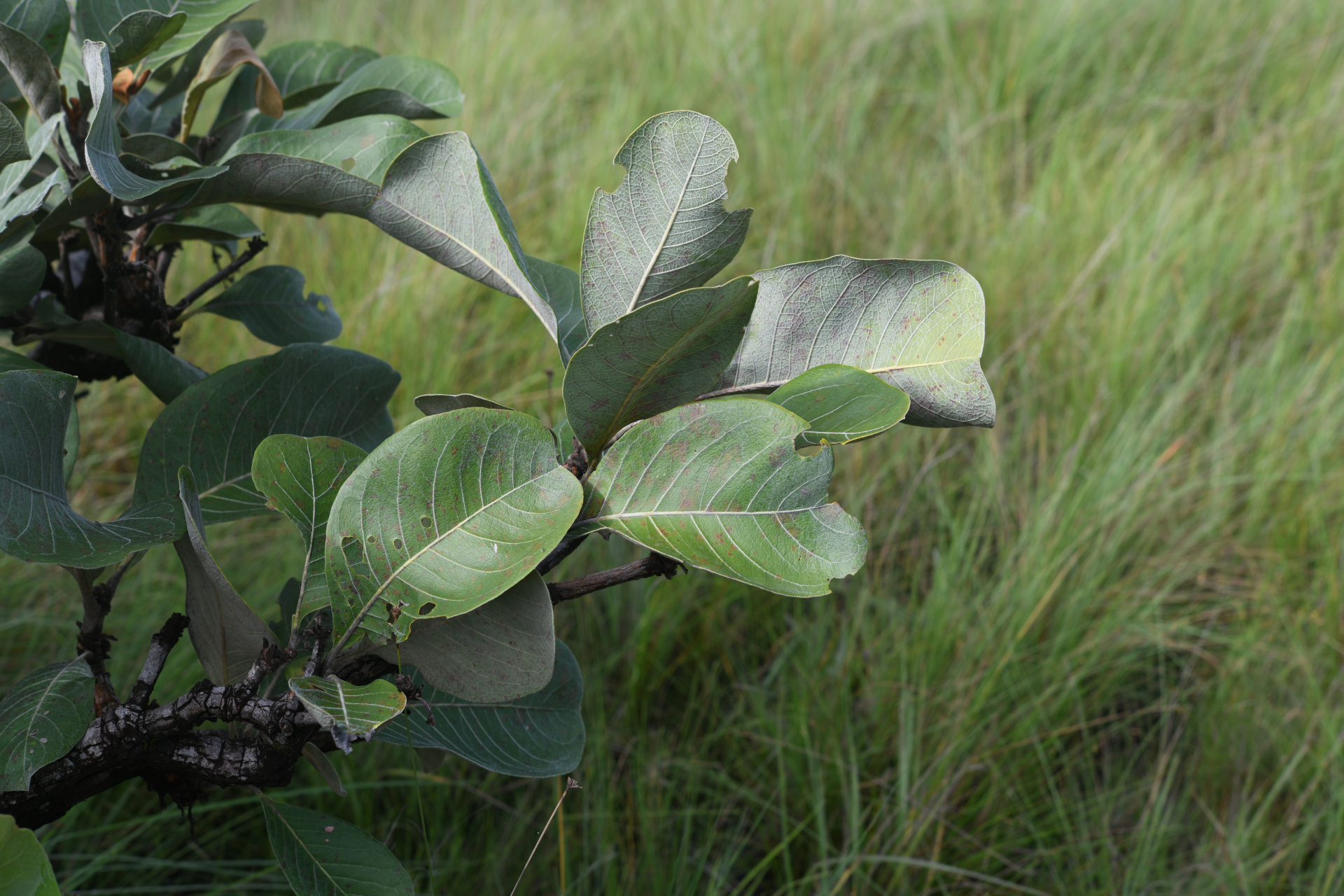 Byrsonima crassifolia (L.) Kunth - Photo Bivouac Naturaliste