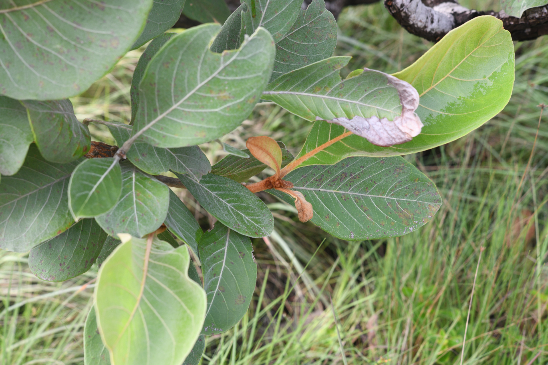 Byrsonima crassifolia (L.) Kunth - Photo Bivouac Naturaliste