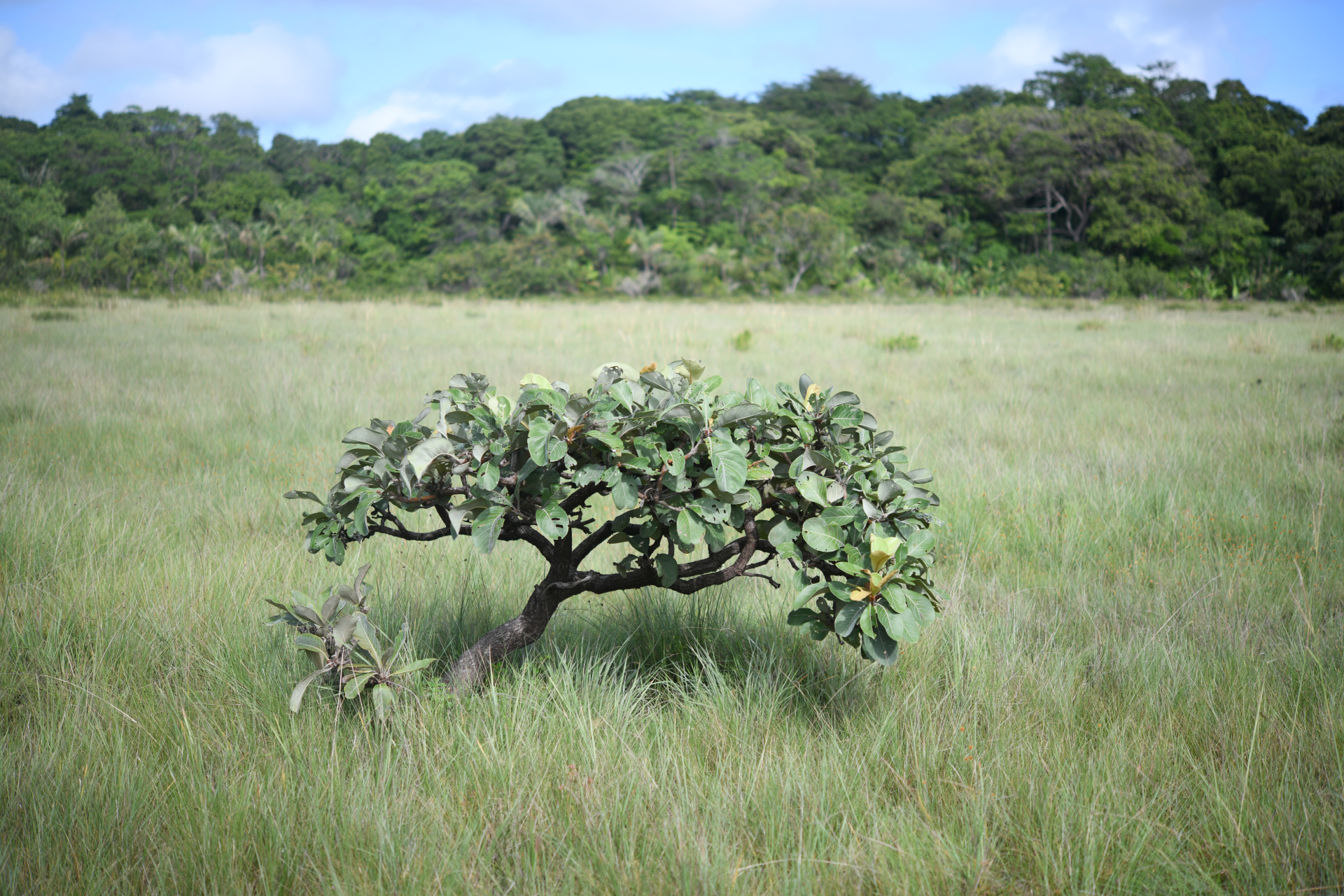 Byrsonima crassifolia (L.) Kunth - Photo Bivouac Naturaliste