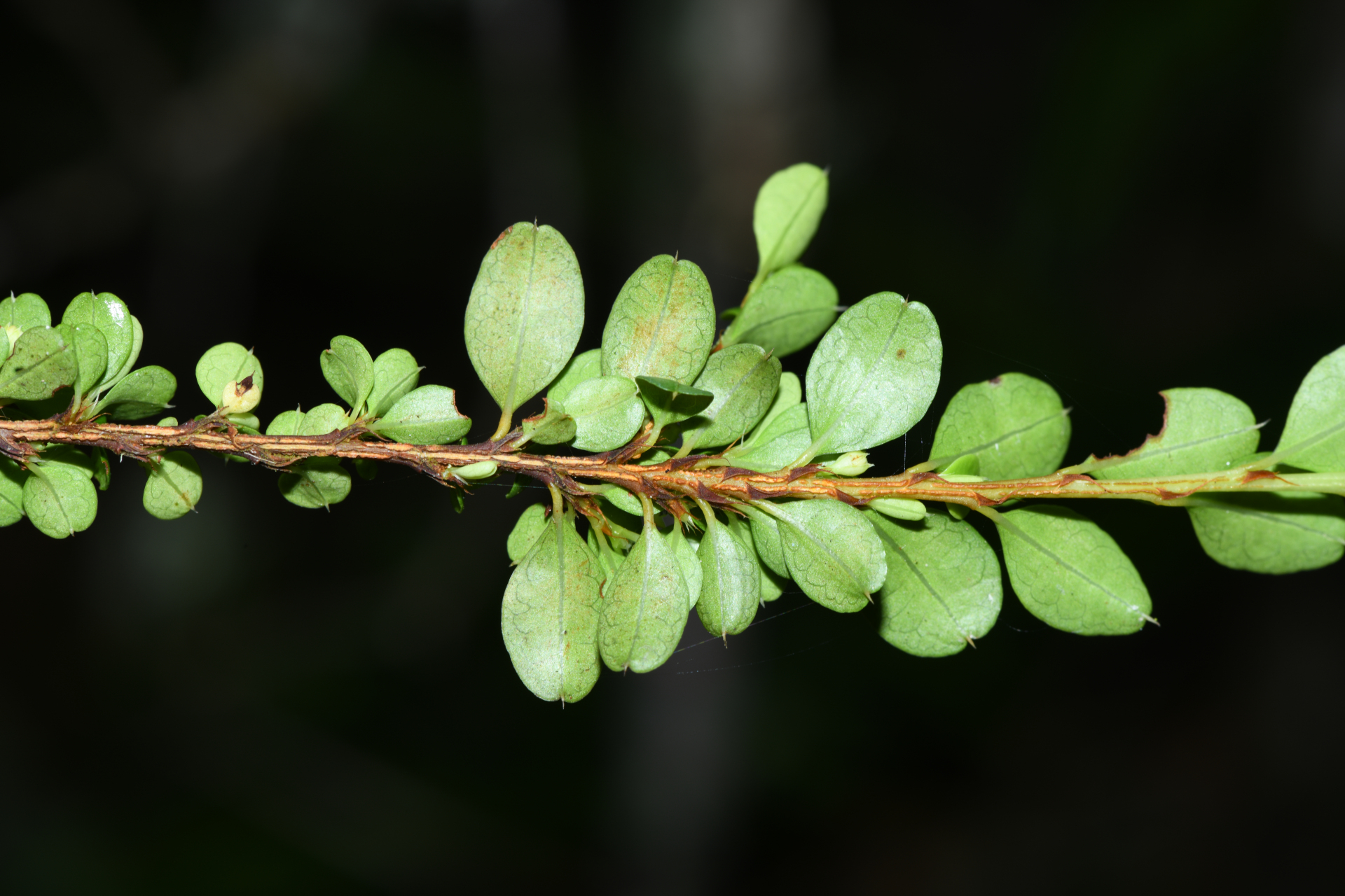 Erythroxylum gonoclados (Mart.) O.E.Schulz - Photo Bivouac Naturaliste