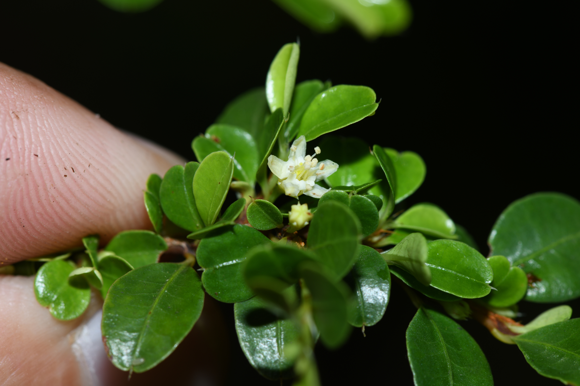 Erythroxylum gonoclados (Mart.) O.E.Schulz - Photo Bivouac Naturaliste