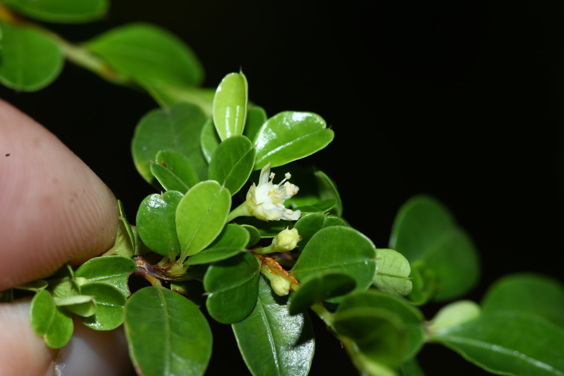 Erythroxylum gonoclados (Mart.) O.E.Schulz - Photo Bivouac Naturaliste