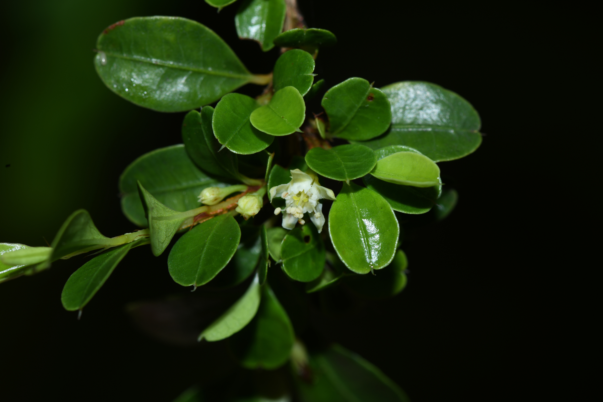 Erythroxylum gonoclados (Mart.) O.E.Schulz - Photo Bivouac Naturaliste