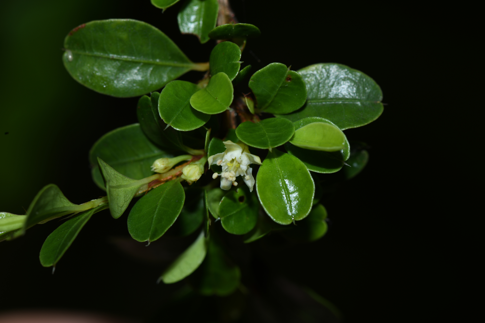 Erythroxylum gonoclados (Mart.) O.E.Schulz - Photo Bivouac Naturaliste