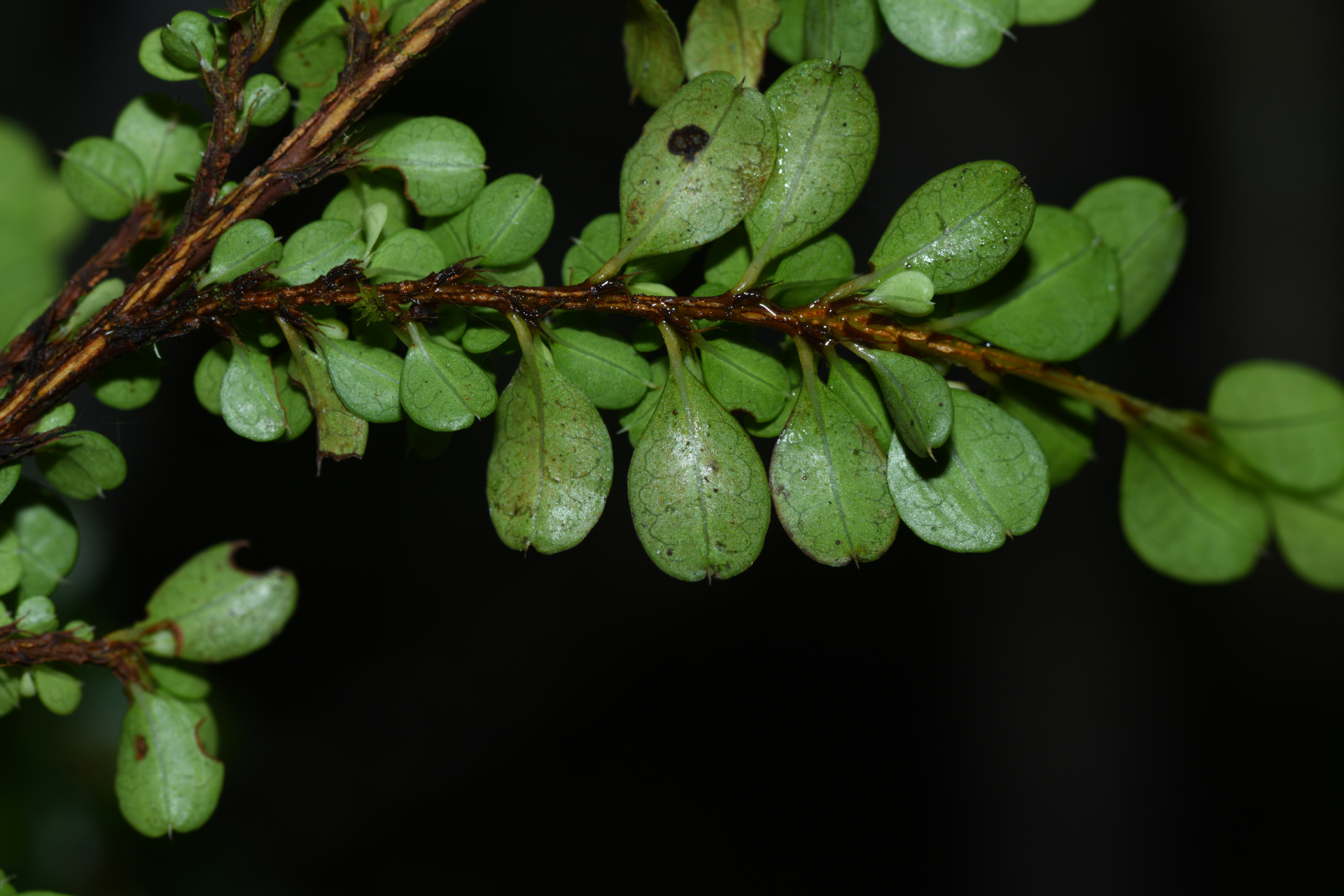 Erythroxylum gonoclados (Mart.) O.E.Schulz - Photo Bivouac Naturaliste