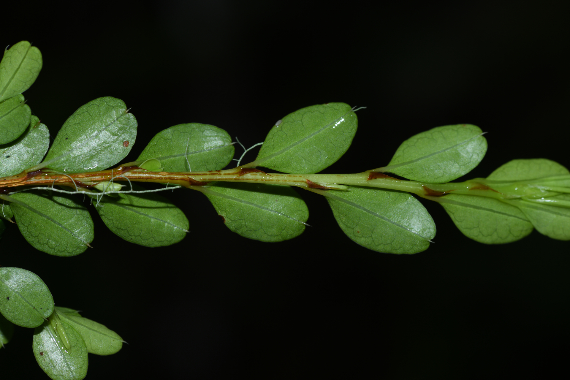Erythroxylum gonoclados (Mart.) O.E.Schulz - Photo Bivouac Naturaliste