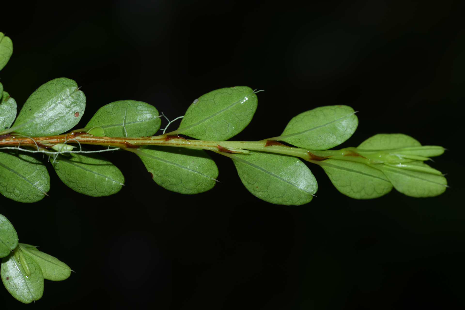 Erythroxylum gonoclados (Mart.) O.E.Schulz - Photo Bivouac Naturaliste