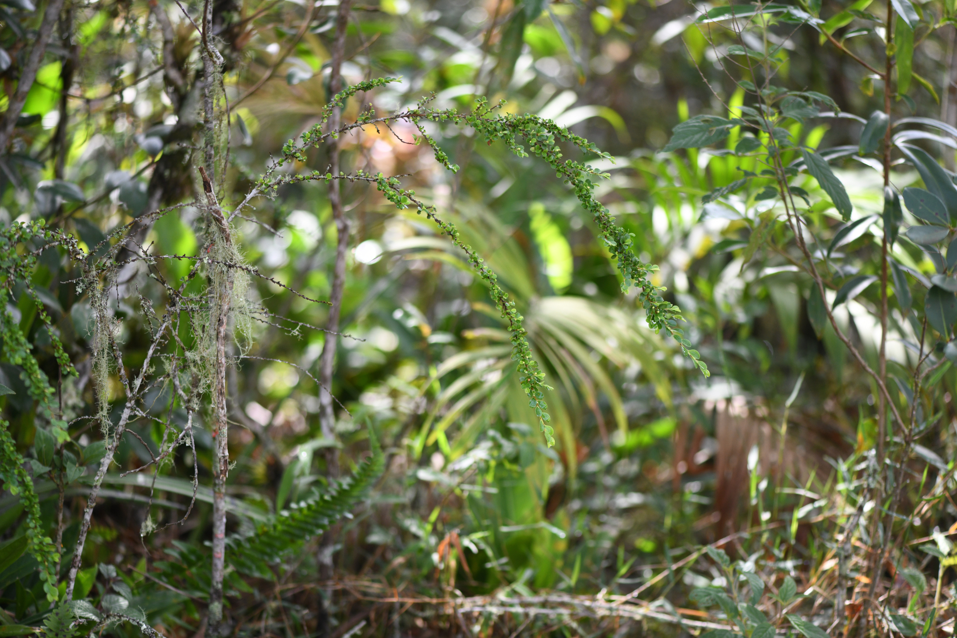 Erythroxylum gonoclados (Mart.) O.E.Schulz - Photo Bivouac Naturaliste
