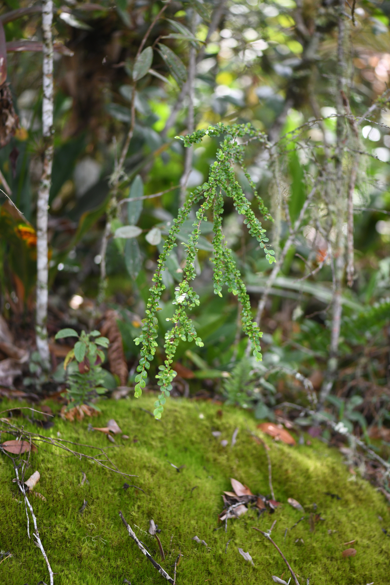 Erythroxylum gonoclados (Mart.) O.E.Schulz - Photo Bivouac Naturaliste