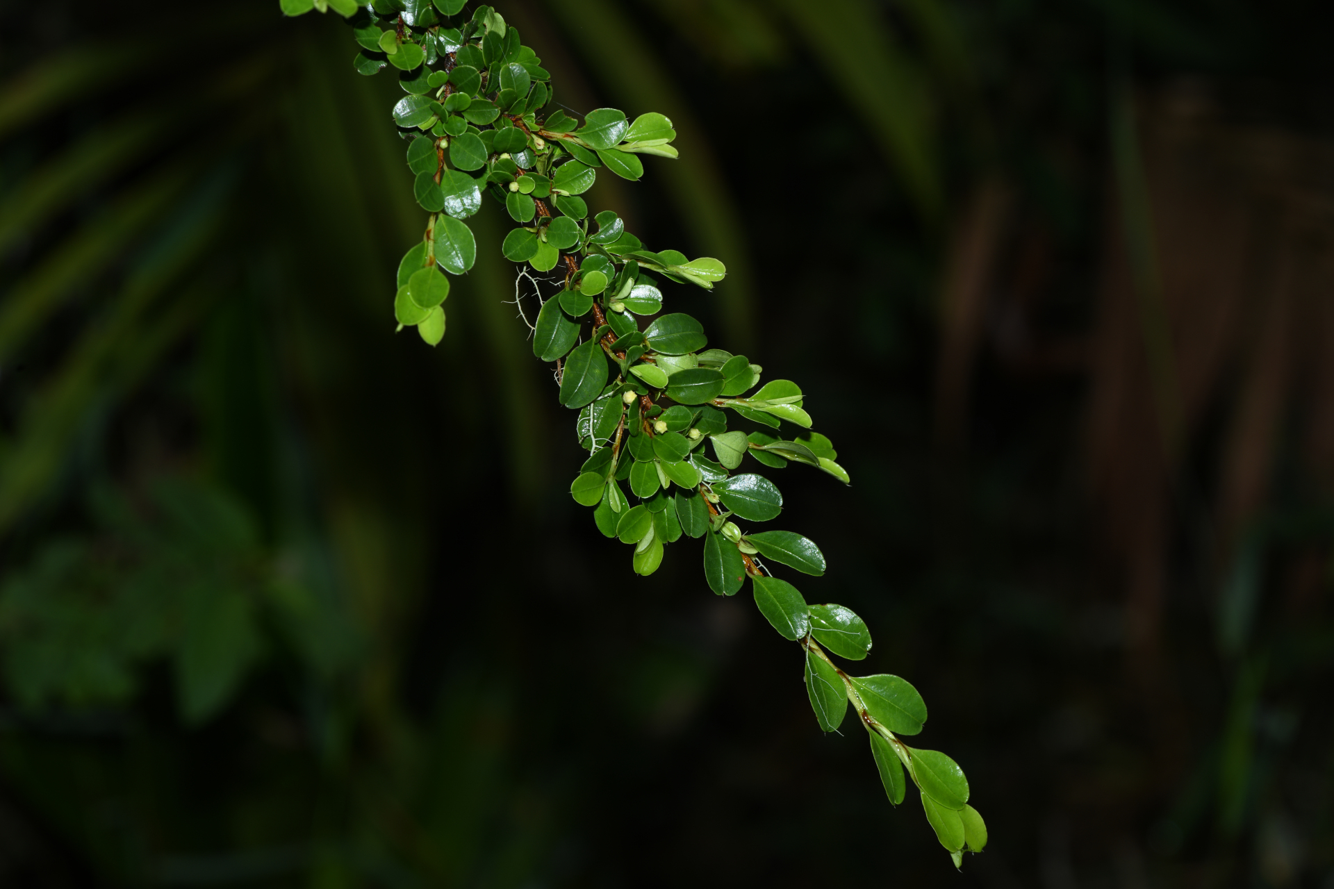 Erythroxylum gonoclados (Mart.) O.E.Schulz - Photo Bivouac Naturaliste
