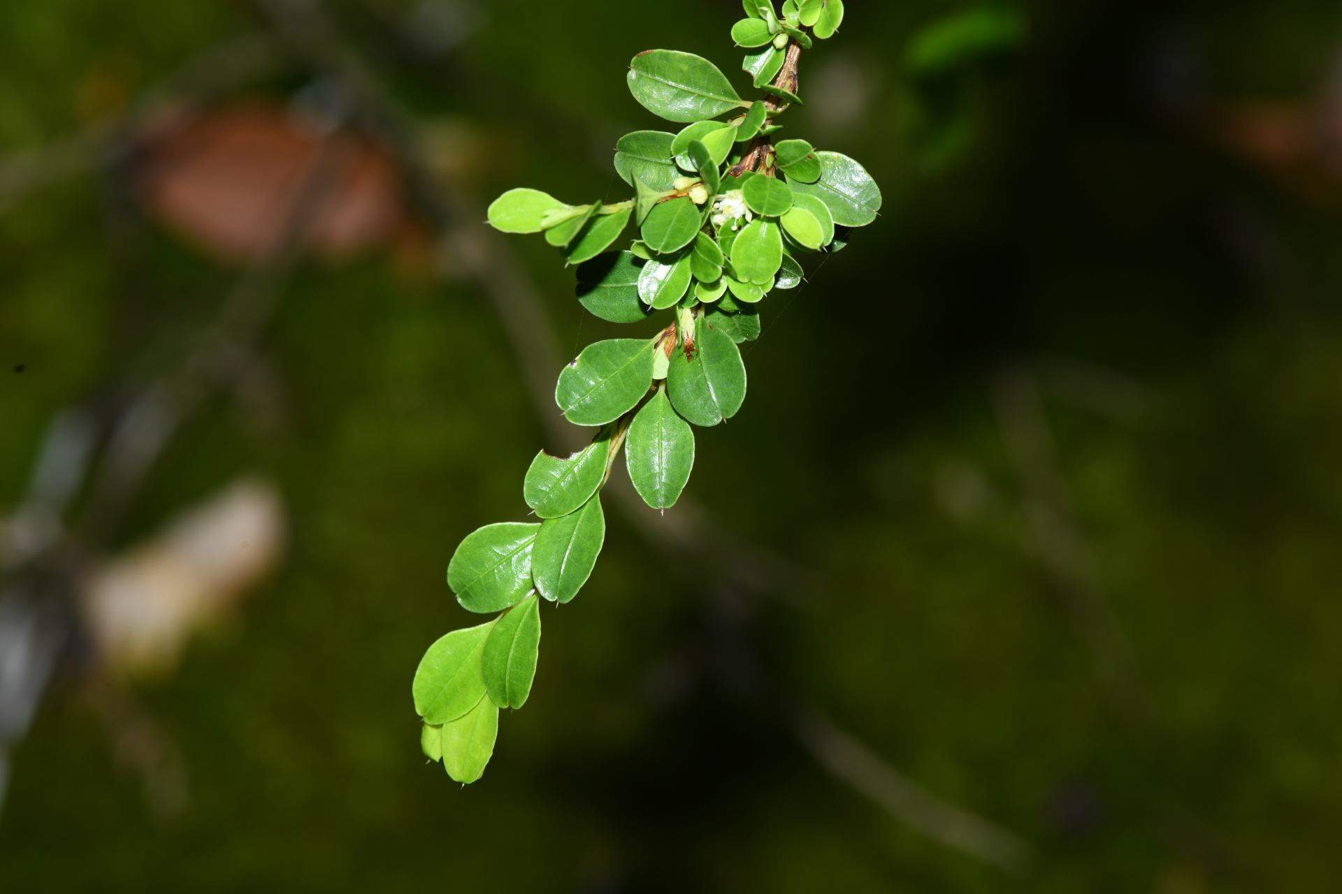 Erythroxylum gonoclados (Mart.) O.E.Schulz - Photo Bivouac Naturaliste