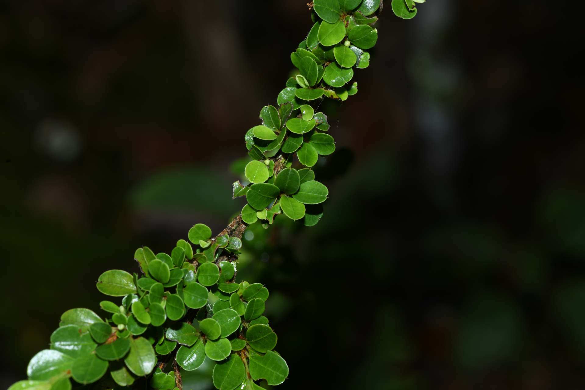 Erythroxylum gonoclados (Mart.) O.E.Schulz - Photo Bivouac Naturaliste
