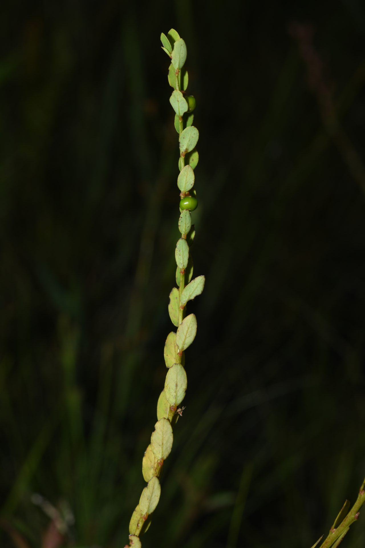 Phyllanthus hyssopifolioides Kunth - Photo Bivouac Naturaliste
