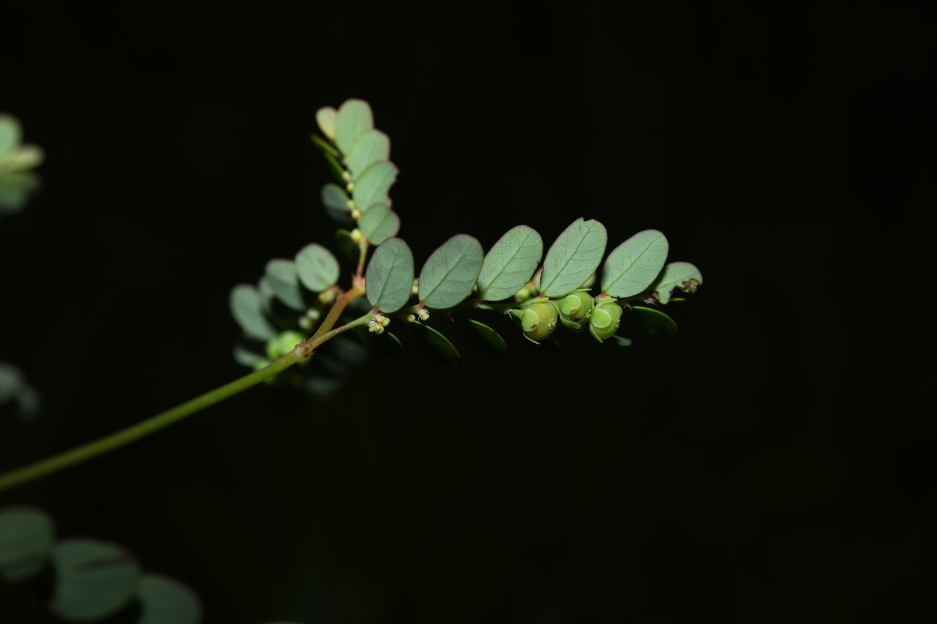 Moeroris stipulata Raf. - Photo Bivouac Naturaliste