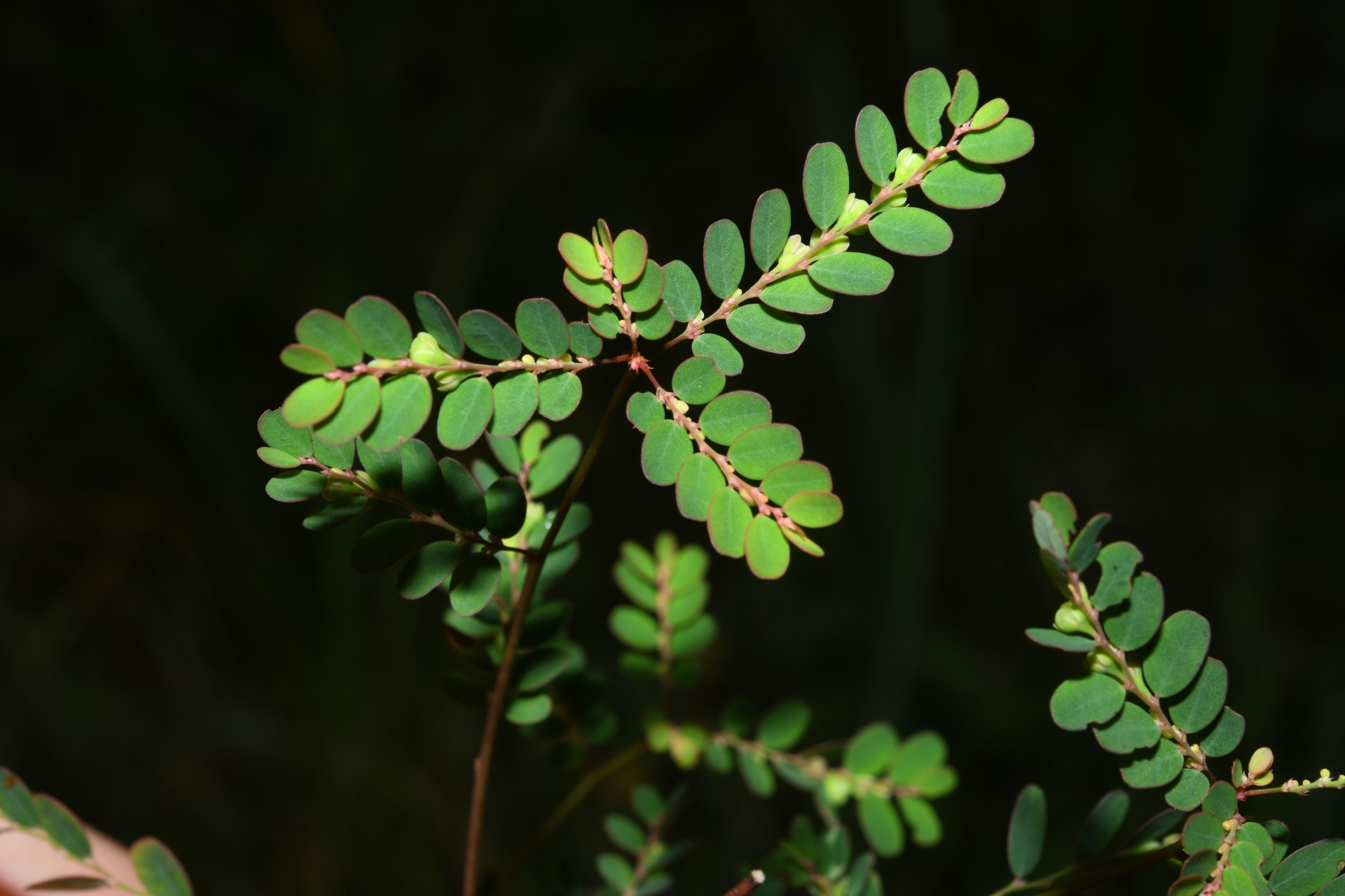 Moeroris stipulata Raf. - Photo Bivouac Naturaliste