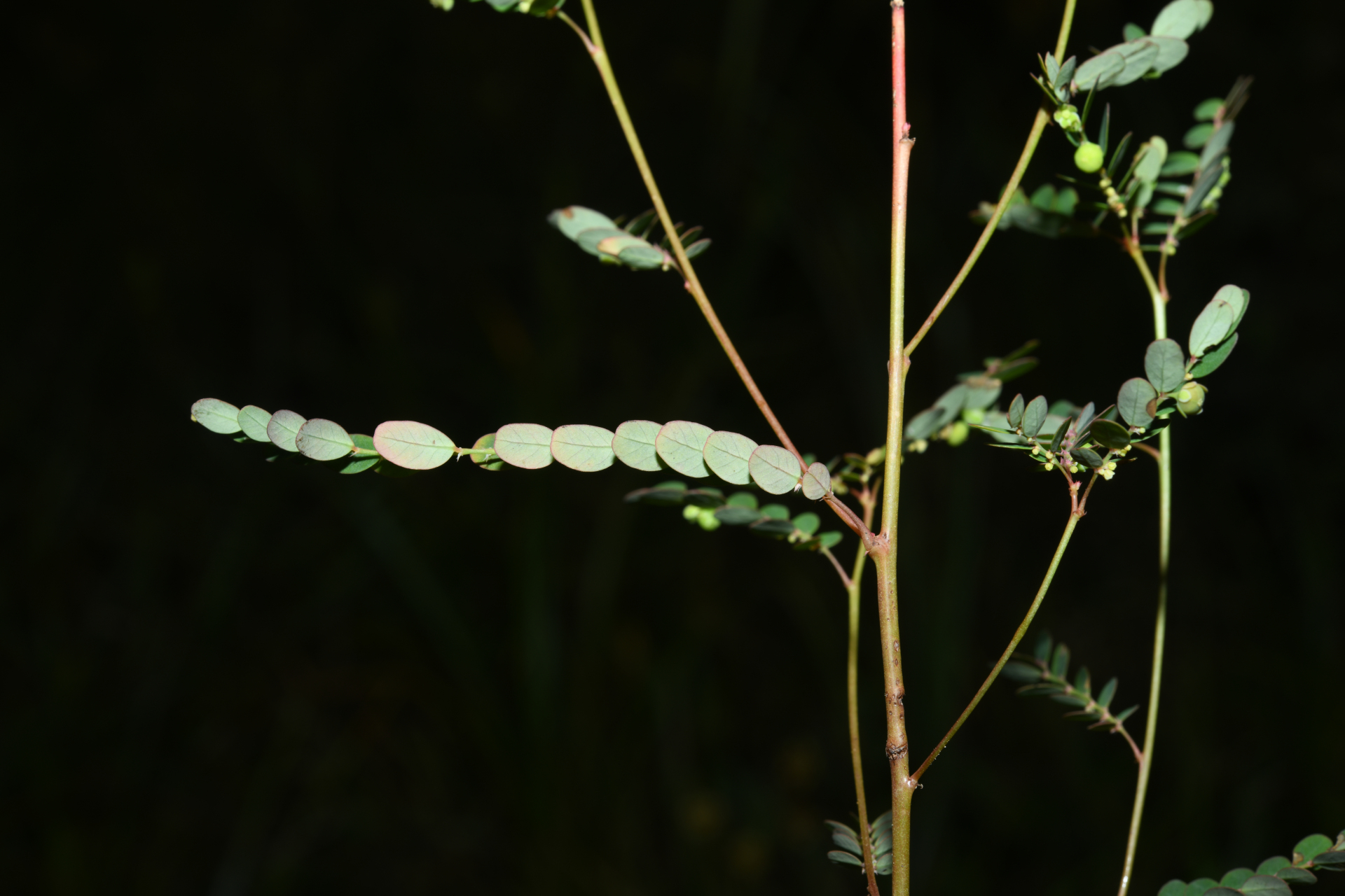 Moeroris stipulata Raf. - Photo Bivouac Naturaliste