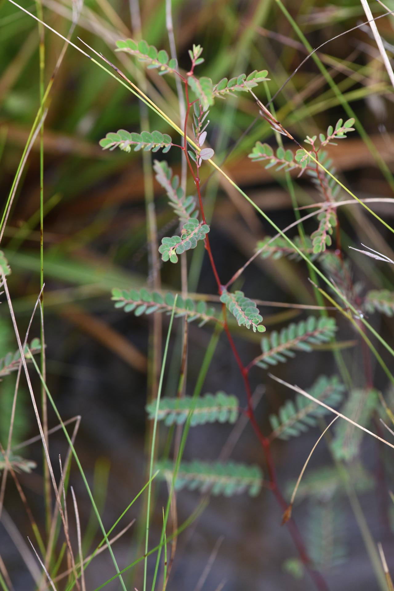 Moeroris stipulata Raf. - Photo Bivouac Naturaliste