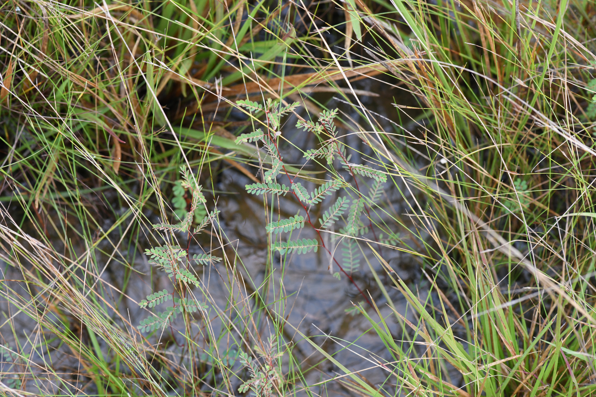 Moeroris stipulata Raf. - Photo Bivouac Naturaliste