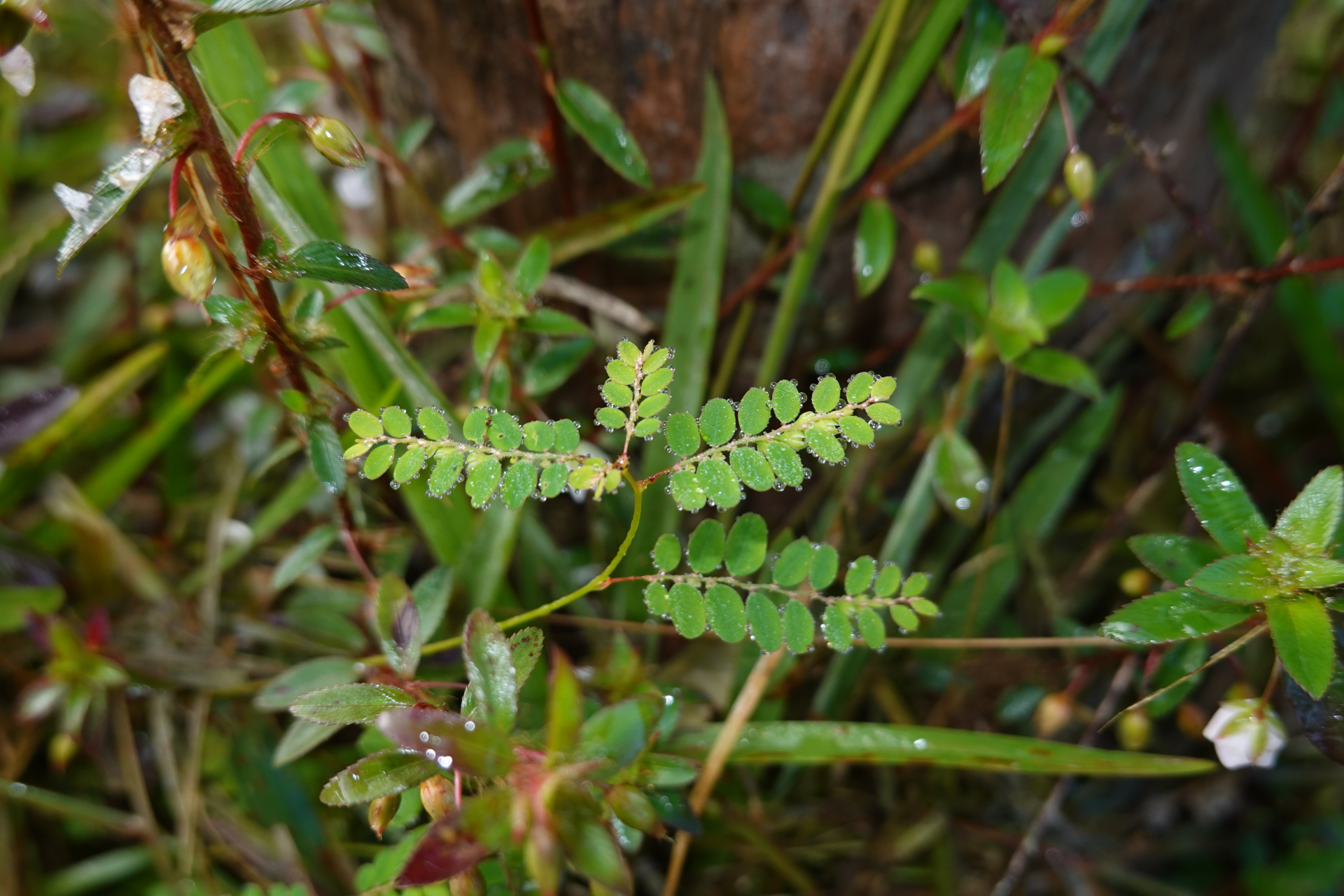 Moeroris stipulata Raf. - Photo Bivouac Naturaliste
