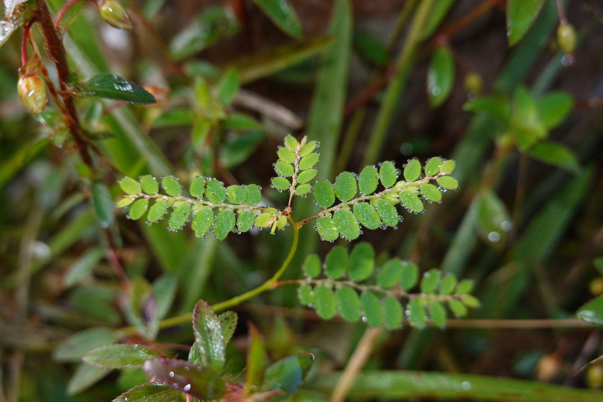 Moeroris stipulata Raf. - Photo Bivouac Naturaliste