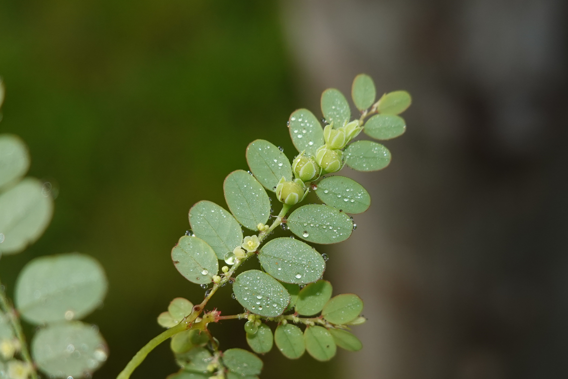 Moeroris stipulata Raf. - Photo Bivouac Naturaliste