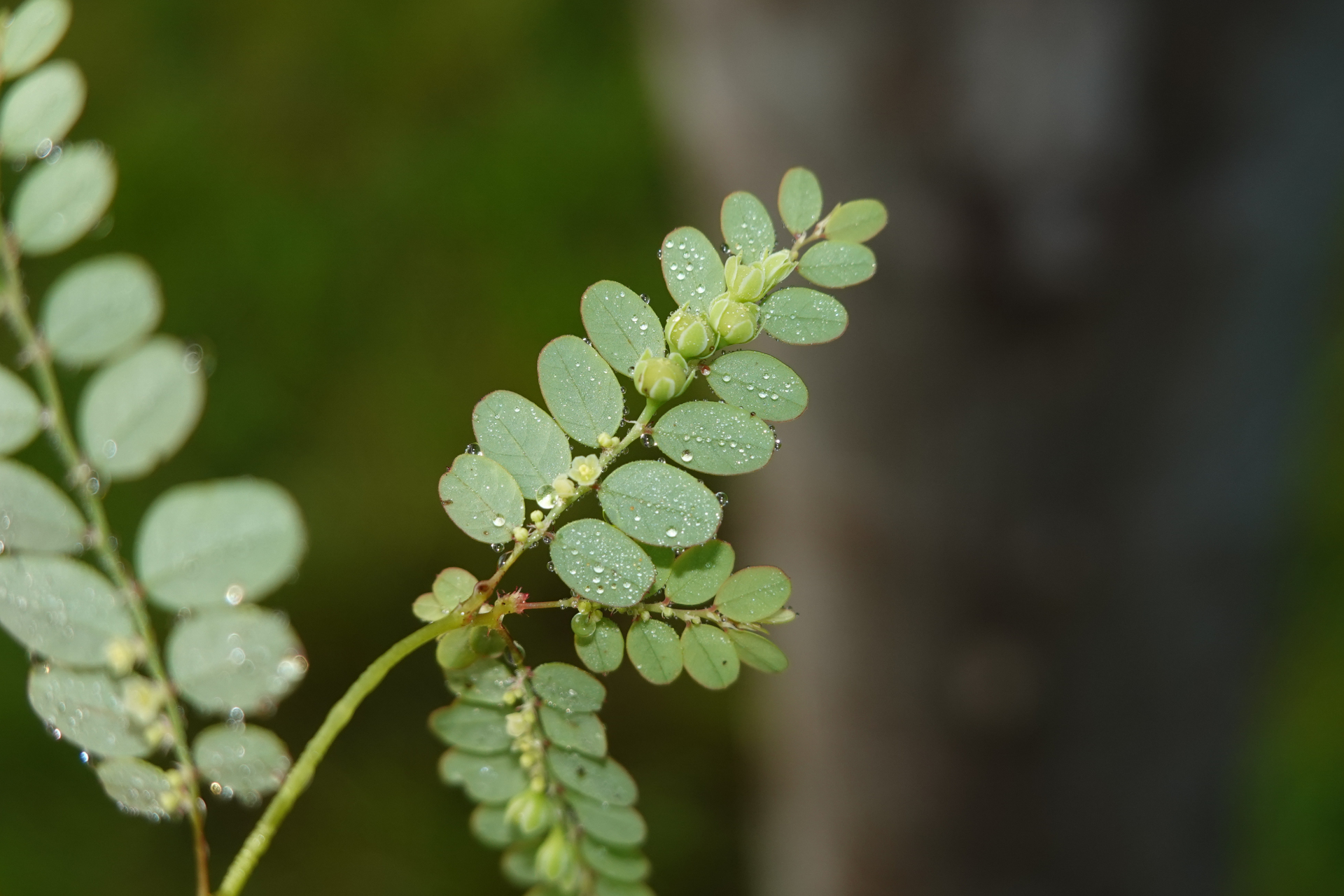 Moeroris stipulata Raf. - Photo Bivouac Naturaliste