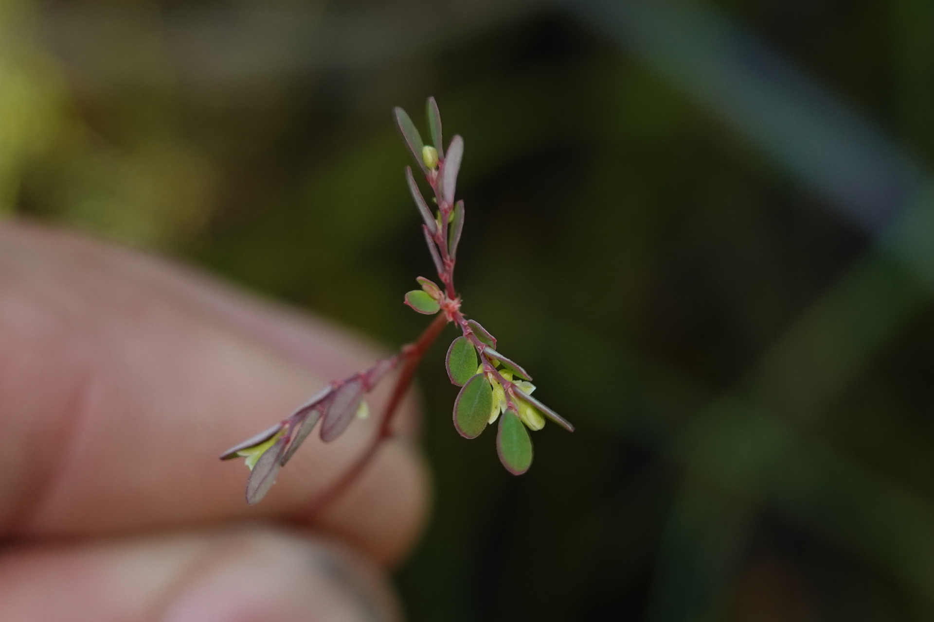 Moeroris stipulata Raf. - Photo Bivouac Naturaliste