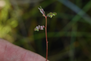 Moeroris stipulata Raf.