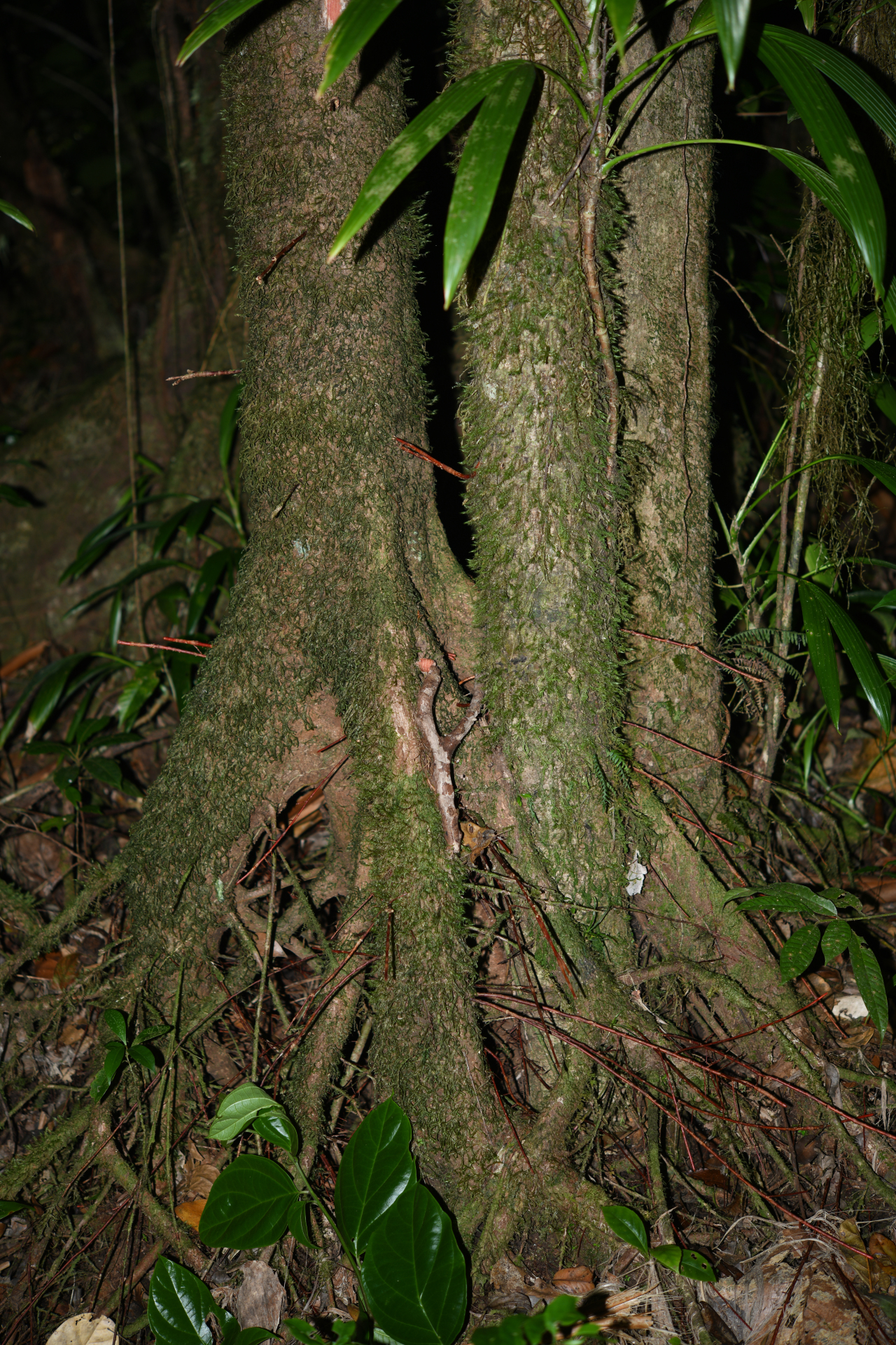 Amanoa caribaea Krug & Urb. - Photo Bivouac Naturaliste
