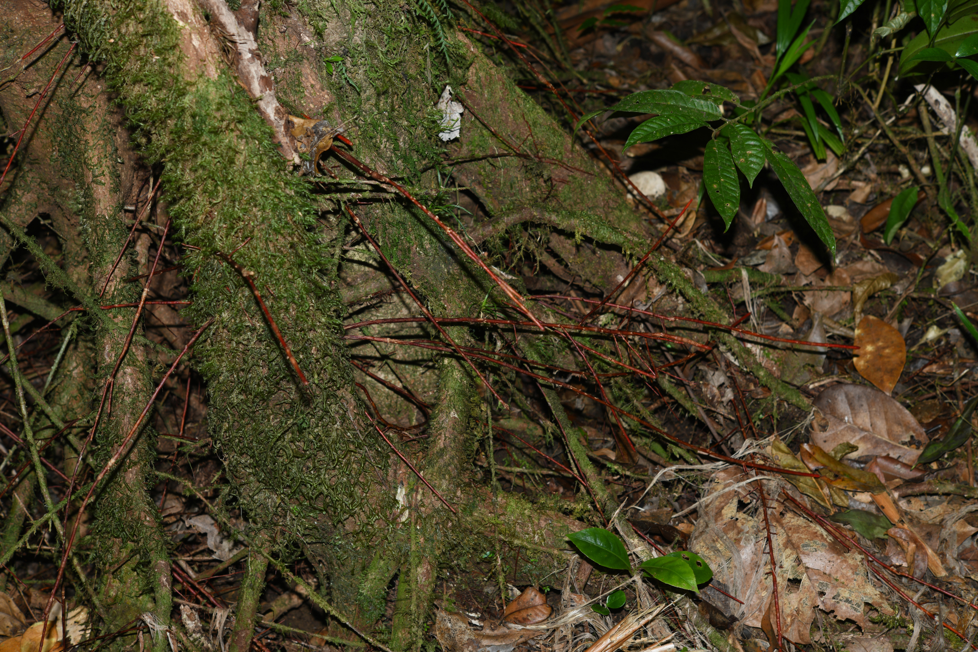Amanoa caribaea Krug & Urb. - Photo Bivouac Naturaliste