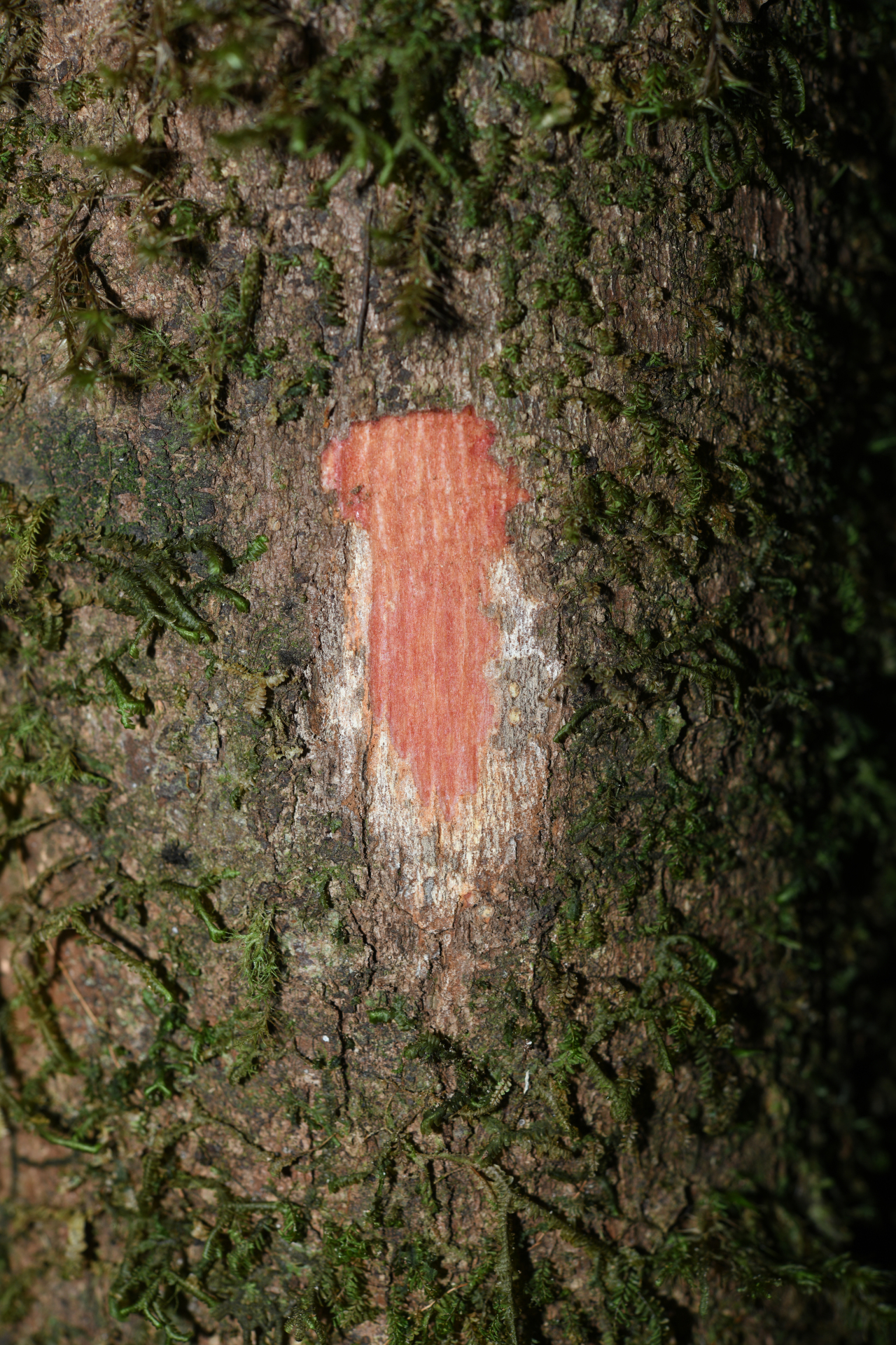 Amanoa caribaea Krug & Urb. - Photo Bivouac Naturaliste