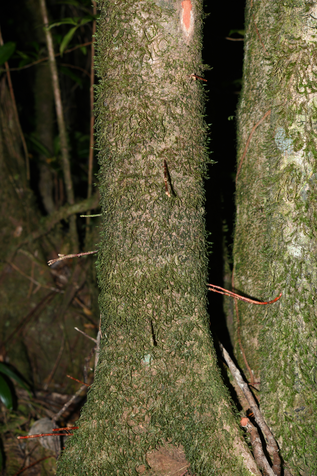Amanoa caribaea Krug & Urb. - Photo Bivouac Naturaliste